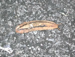 slugs